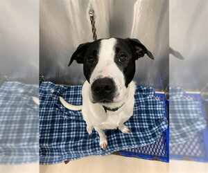 Mutt Dogs for adoption in Fairbanks, AK, USA