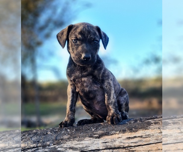 Medium Photo #4 Catahoula Leopard Dog Puppy For Sale in CUMBY, TX, USA