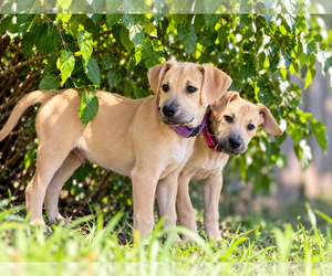 Boone - Male Black Mouth Cur-Labrador Retriever Mix Dog for Adoption - Photo #3