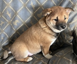 Medium Shiba Inu