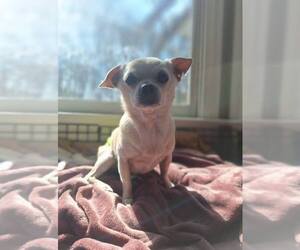 Chihuahua-Unknown Mix Dogs for adoption in Fuquay-Varina, NC, USA