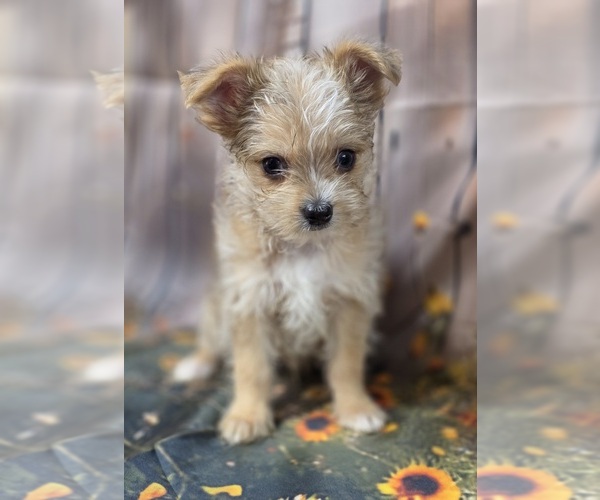 Medium Photo #5 Chorkie-Yorkshire Terrier Mix Puppy For Sale in HOMERVILLE, GA, USA