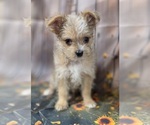 Small #4 Chorkie-Yorkshire Terrier Mix