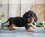 Small #2 Dachshund