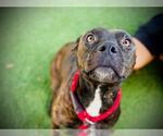 Small American Pit Bull Terrier