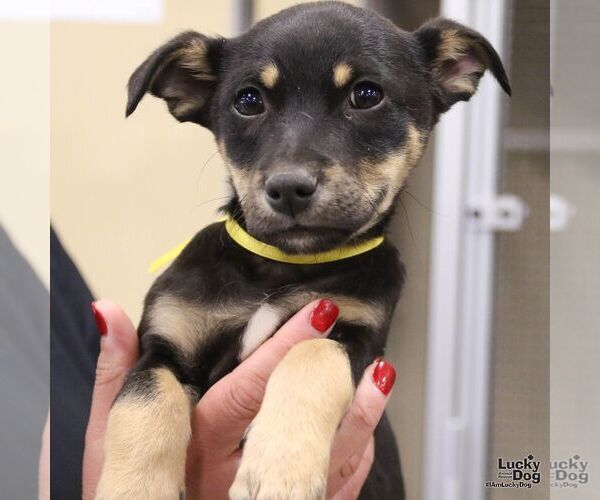 Medium Photo #2 Australian Shepherd-Unknown Mix Puppy For Sale in Washington, DC, USA
