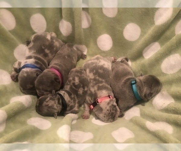 Medium Photo #8 French Bulldog Puppy For Sale in PLACERVILLE, CA, USA