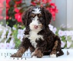 Small #2 Bernedoodle (Miniature)