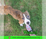 Small #1 Jack-Rat Terrier