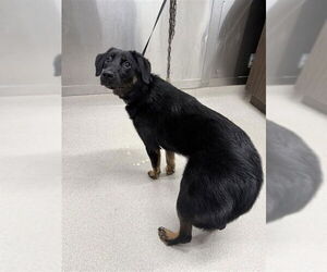 Australian Shepherd-Unknown Mix Dogs for adoption in Fairbanks, AK, USA