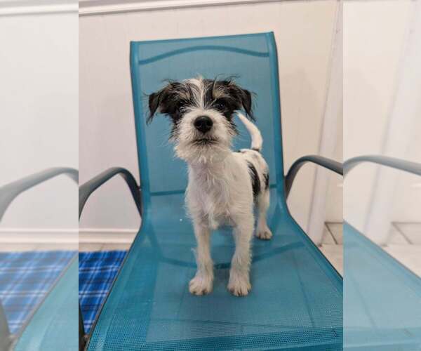 Medium Photo #1 Chihuahua-Unknown Mix Puppy For Sale in Kimberton, PA, USA