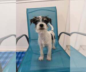 Chihuahua-Unknown Mix Dogs for adoption in Kimberton, PA, USA