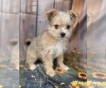 Small #1 Chorkie-Yorkshire Terrier Mix