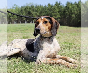 Bluetick Coonhound Dogs for adoption in Spring Lake, NC, USA