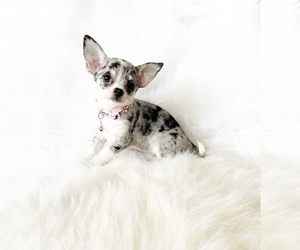 Chihuahua Puppy for sale in SACRAMENTO, CA, USA