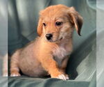 Small #3 Dachshund Mix
