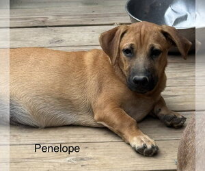 Labrador Retriever-Unknown Mix Dogs for adoption in Sterling, MA, USA