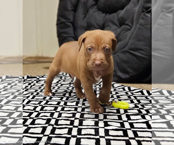 Medium Photo #4 Mutt Puppy For Sale in Euless, TX, USA