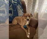 Small #1 Mutt