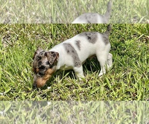 Jack Russell Terrier Puppy for sale in FORT PIERCE, FL, USA