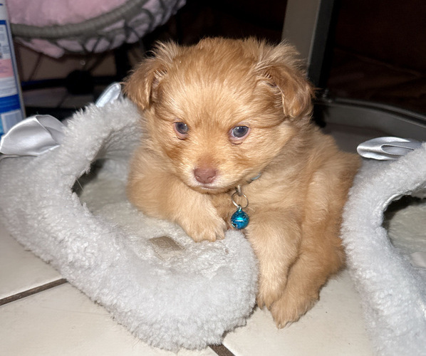 Medium Photo #7 Pomeranian Puppy For Sale in ALBUQUERQUE, NM, USA