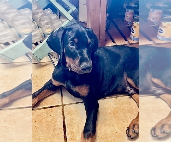Medium Photo #10 Doberman Pinscher Puppy For Sale in SUMMERFIELD, NC, USA