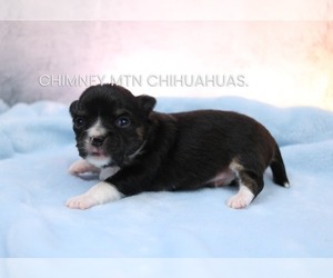 Chihuahua Puppy for sale in MUSKOGEE, OK, USA