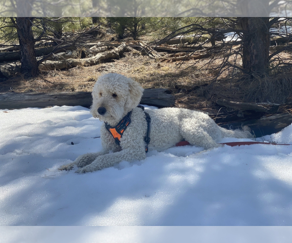 Medium Photo #13 Goldendoodle Puppy For Sale in COLORADO SPRINGS, CO, USA
