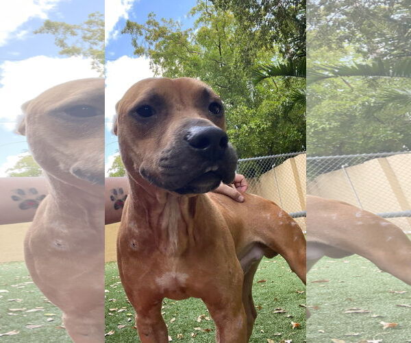 Medium Photo #12 American Pit Bull Terrier Puppy For Sale in Pompano Beach , FL, USA