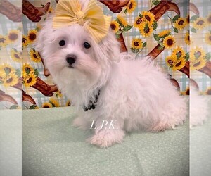 Maltese Puppy for sale in WINNSBORO, LA, USA