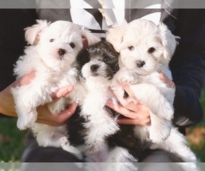 Maltipoo Puppy for Sale in HOUSTON, Texas USA