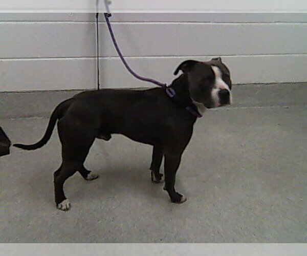Medium Photo #1 American Staffordshire Terrier Puppy For Sale in Fort Collins, CO, USA