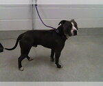 Small American Staffordshire Terrier