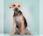 Small #2 Mutt