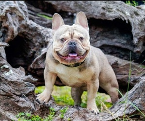 Father of the French Bulldog puppies born on 02/10/2022