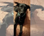 Small #4 Labrador Retriever Mix
