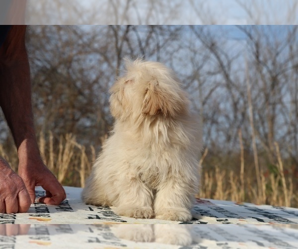 Medium Photo #34 ShihPoo Puppy For Sale in DYERSBURG, TN, USA