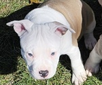 Small #2 American Bully