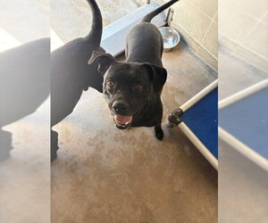 Labrador Retriever-Unknown Mix Dogs for adoption in Burbank, CA, USA