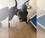 Small Labrador Retriever Mix