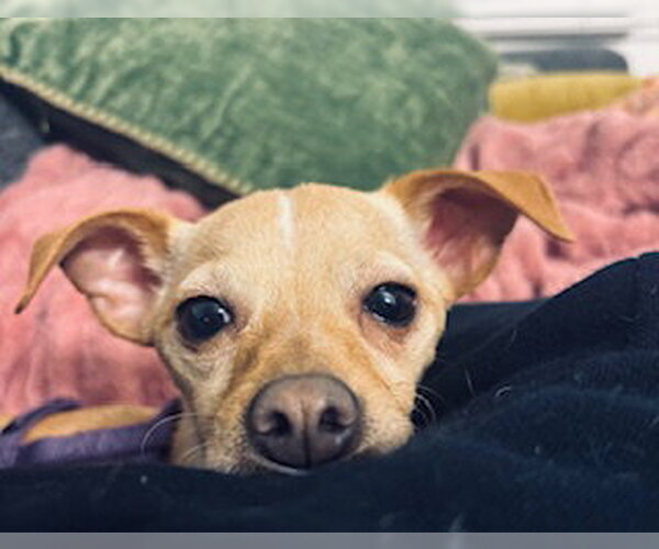 Medium Photo #4 Chihuahua-Unknown Mix Puppy For Sale in Sandy, UT, USA
