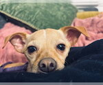 Small #3 Chihuahua Mix