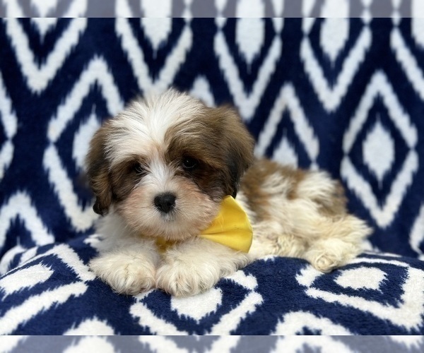 Medium Photo #2 Lhasa Apso Puppy For Sale in LAKELAND, FL, USA