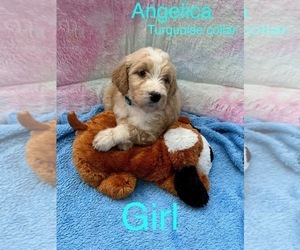 Goldendoodle (Miniature) Puppy for sale in TRAFALGAR, IN, USA