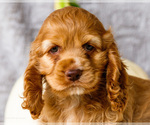 Small Photo #22 Cocker Spaniel Puppy For Sale in WAKARUSA, IN, USA