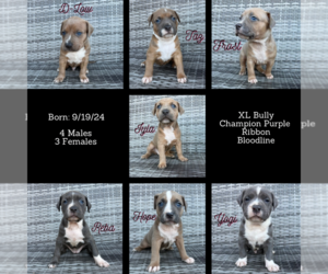 American Bully Puppy for Sale in CAMBRIA HEIGHTS, New York USA