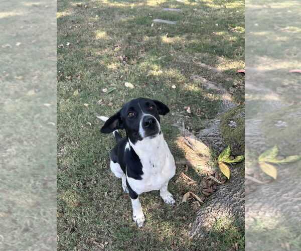 Medium Photo #1 German Shorthaired Pointer-Unknown Mix Puppy For Sale in Boston, MA, USA