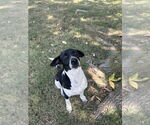 Small German Shorthaired Pointer Mix