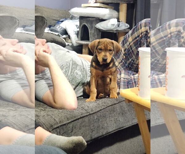 Medium Photo #3 Mutt Puppy For Sale in Plainfield, IL, USA