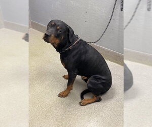 Rottweiler-Unknown Mix Dogs for adoption in Las Vegas, NV, USA